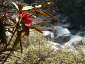 A rhododendron, the national flower of Nepal