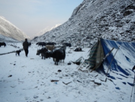 The morning after the large snow storm that caught me out as I descended from the Lumbha Sumba Pass (5130m). This was the tent I managed to seek refuge for the night thanks to a kind yak herder.