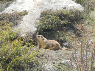 A cheeky looking marmot on the way to the Larky La Pass (5130m)